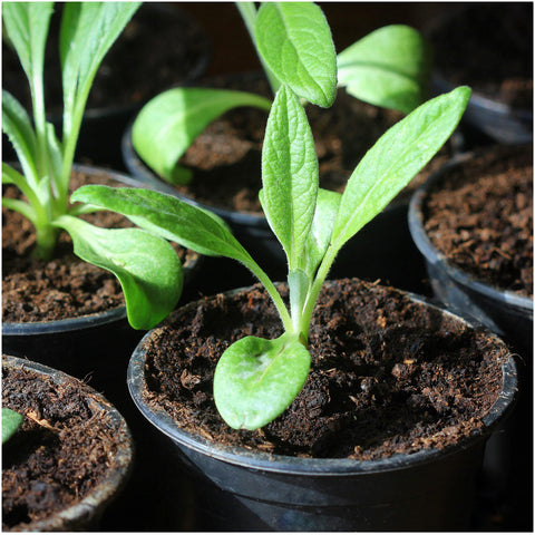 Seed Needs leaves-stem-detail highlights robust structure supporting tender heart production.