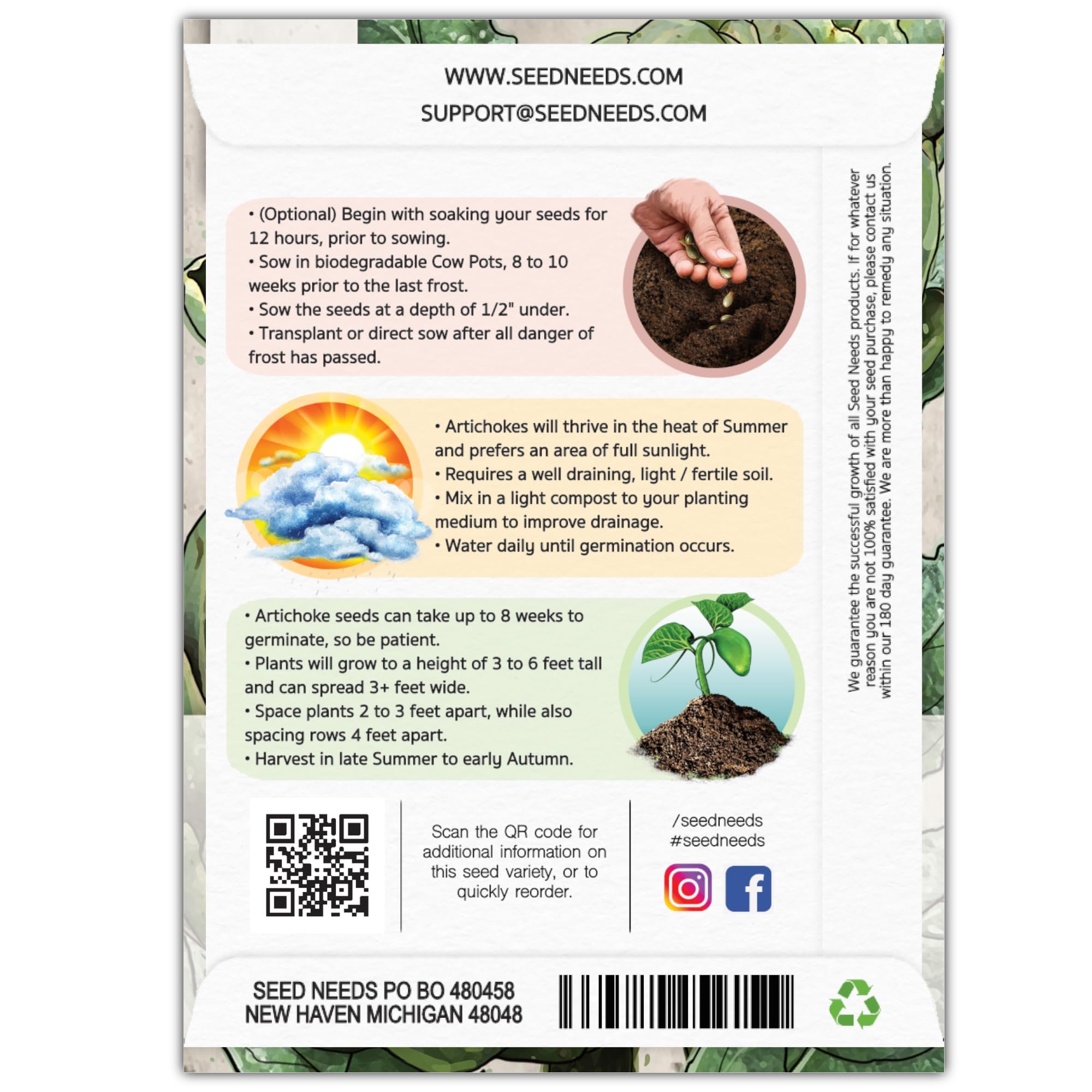 Seed Needs seed-sowing action shows gardeners starting a resilient, open-pollinated artichoke for flavorful yields.
