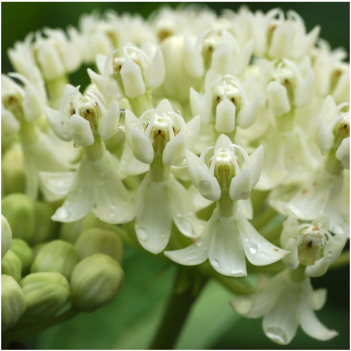 Seed Needs asclepias incarnata pink blooms to attract pollinators