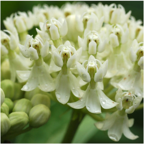 Seed Needs asclepias incarnata pink blooms to attract pollinators