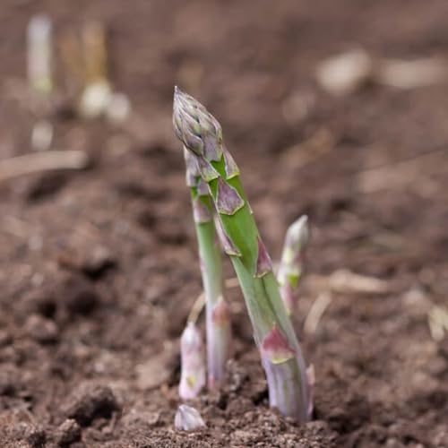 Seed Needs asparagus seeds display sowing directions for easy home cultivation.