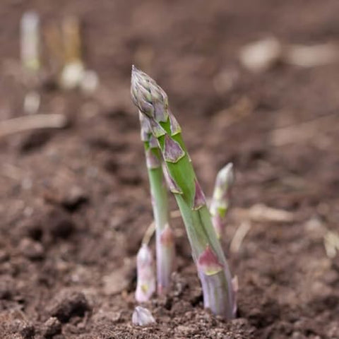 Seed Needs asparagus seeds display sowing directions for easy home cultivation.