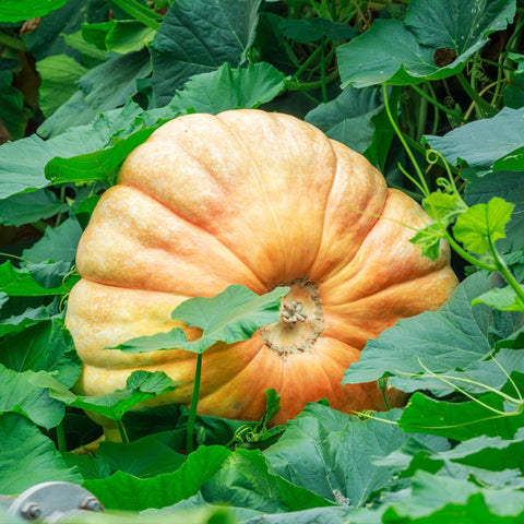 Seed Needs Atlantic Giant pumpkin fruit size preview indicates large pumpkins ahead