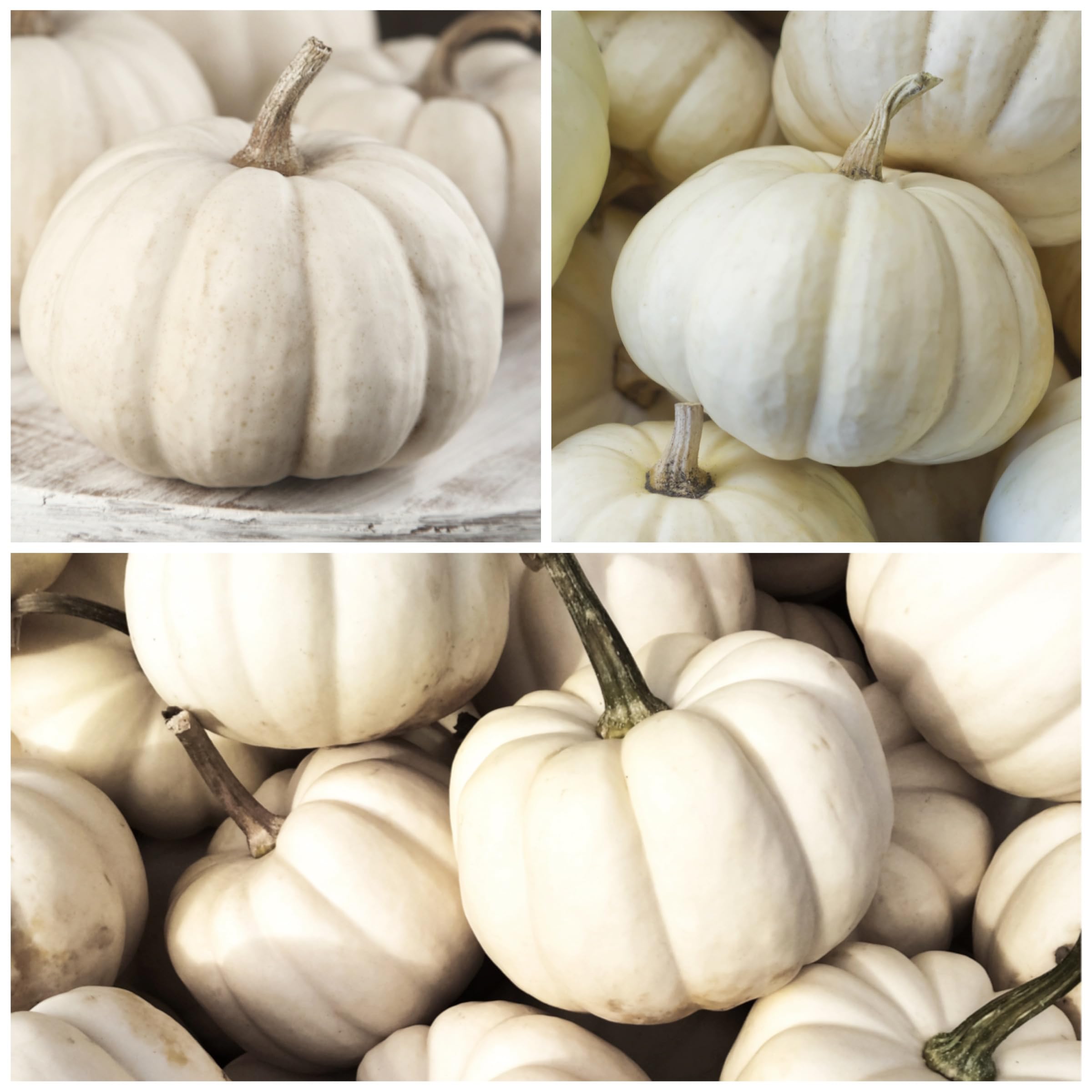 Seed Needs Baby Boo pumpkin seeds pack back detail showing sowing info and freshness.