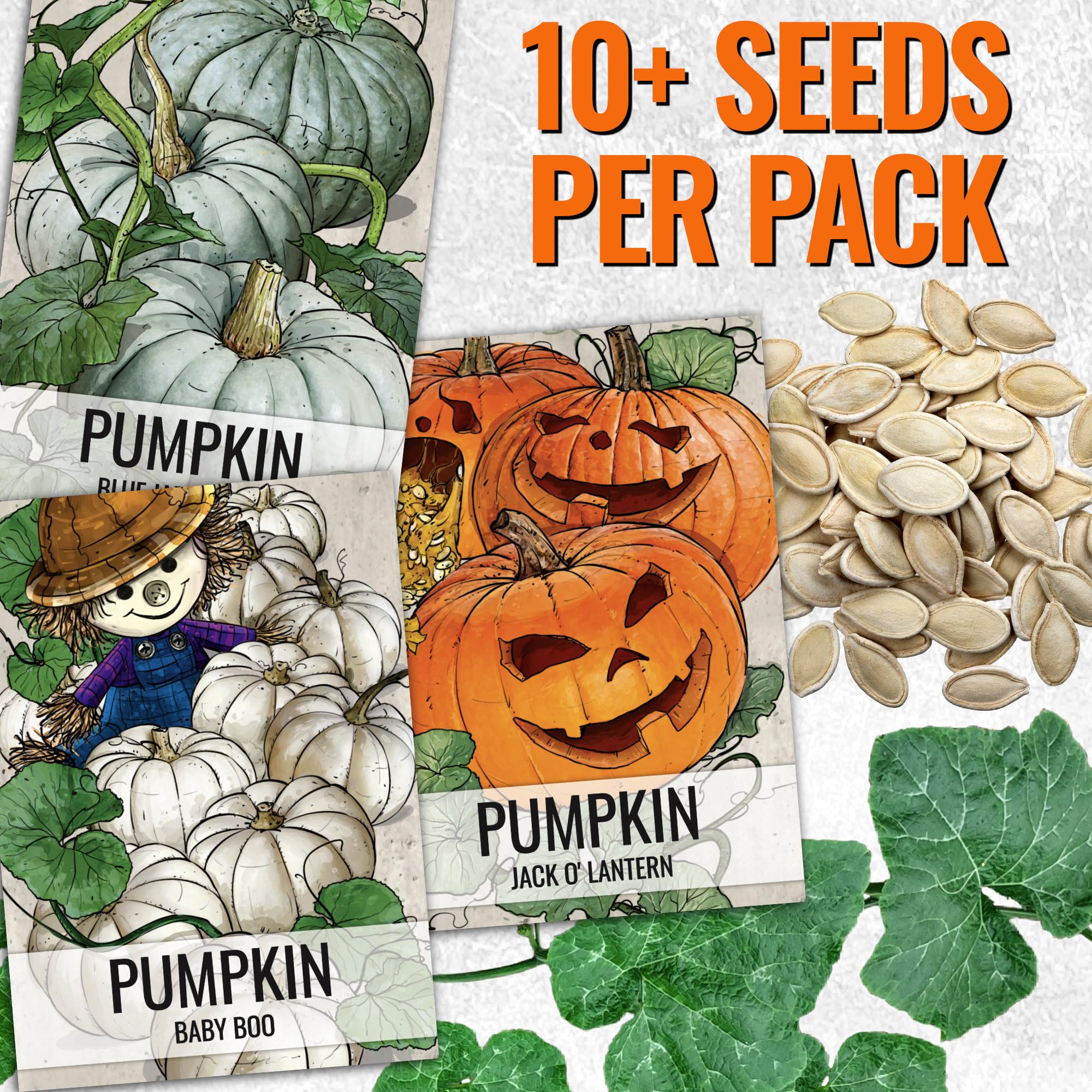 Seed Needs Baby Boo pumpkins for white mini decor accents
