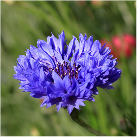 Seed Needs Dwarf Blue Cornflower close-up of vibrant blue bloom
