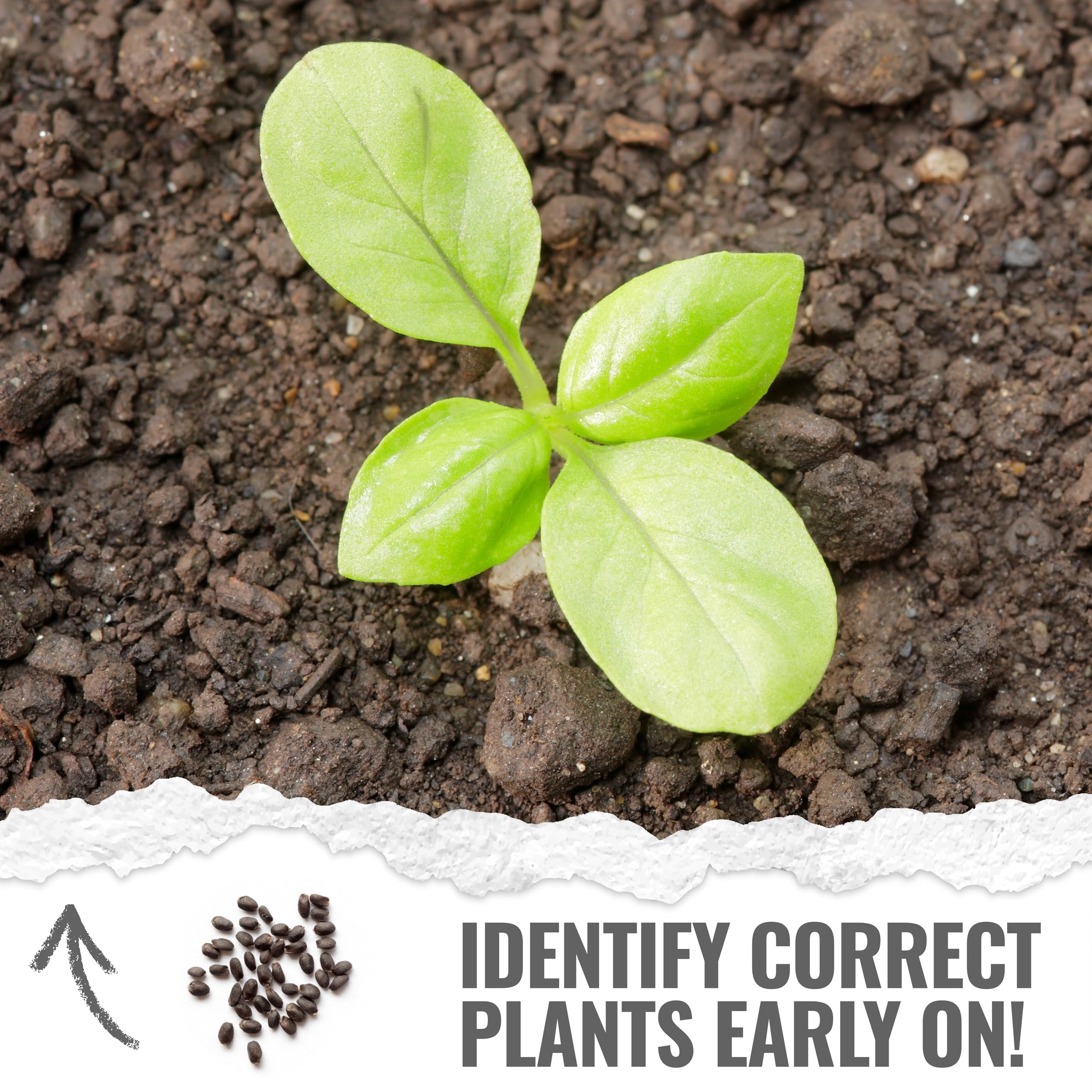 Seed Needs Basil Seeds Italian Large Leaf Packet enables fragrant kitchen herbs.