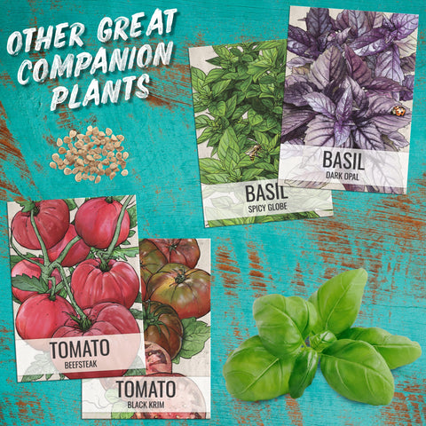 Seed Needs Basil Seeds Italian Large Leaf Packet delivers heirloom flavor at home.