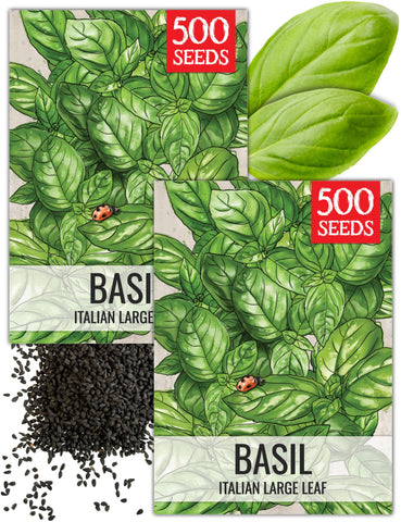 Seed Needs basil seeds packaging ready to sow for indoor herb gardens.