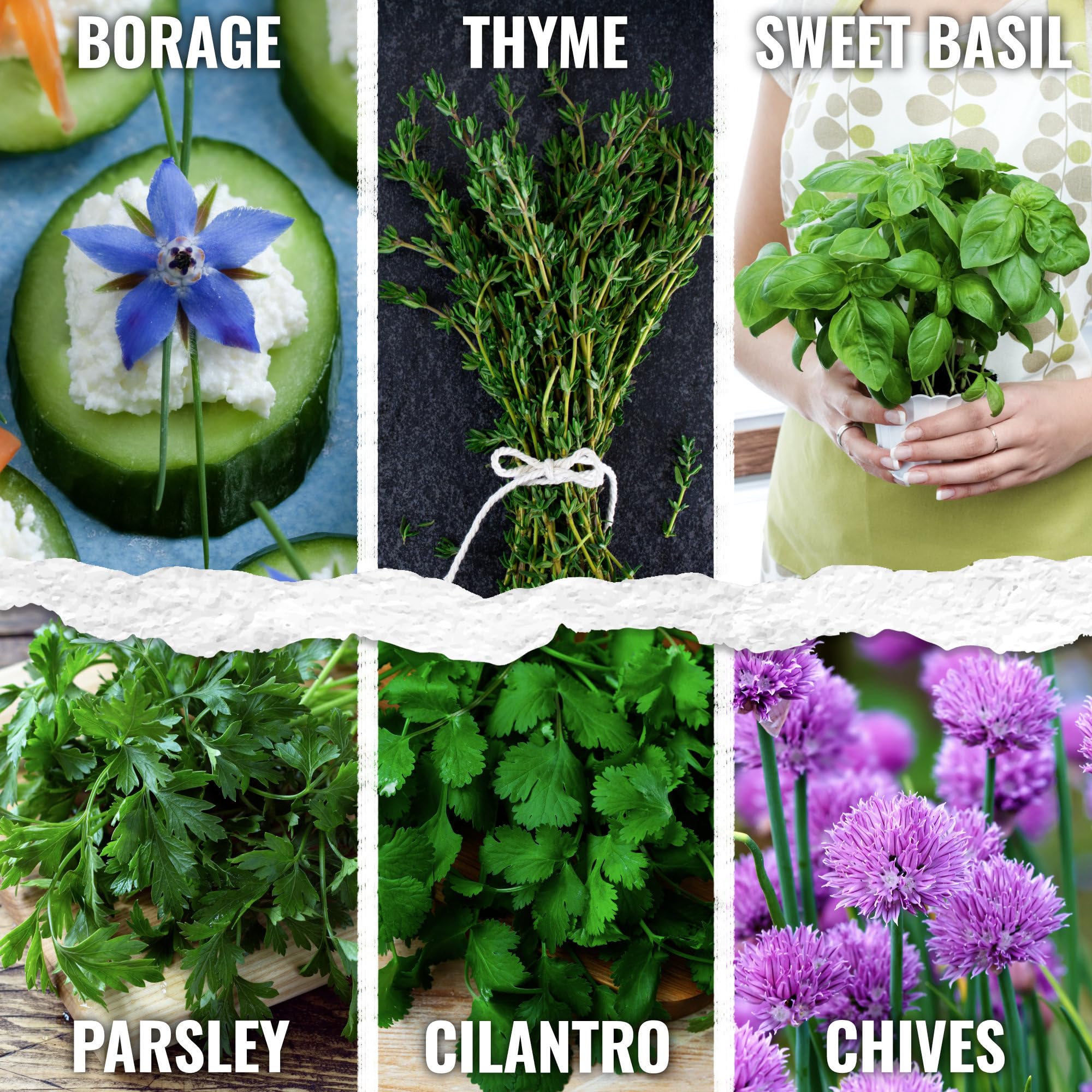 Seed Needs basil seeds packet for flavorful fresh herbs at home.