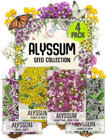 Seed Needs Basket of Gold alyssum seeds for bright rock garden displays.