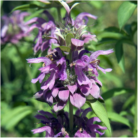 Seed Needs Bee Balm Horsemint seed packet invites bees and butterflies.