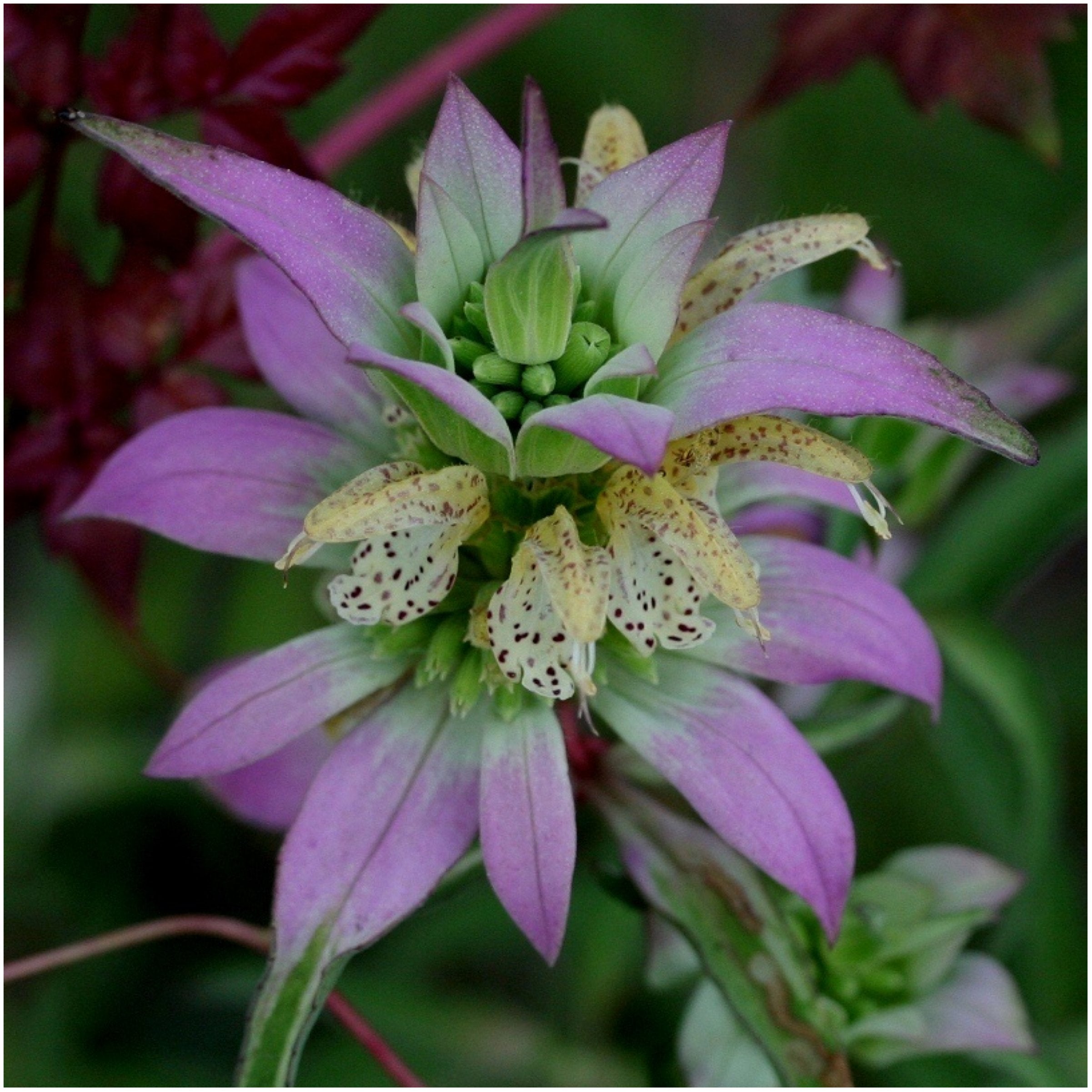 Seed Needs Bee Balm Lemon Mint seed packet emphasizes citrus-scented herbs.