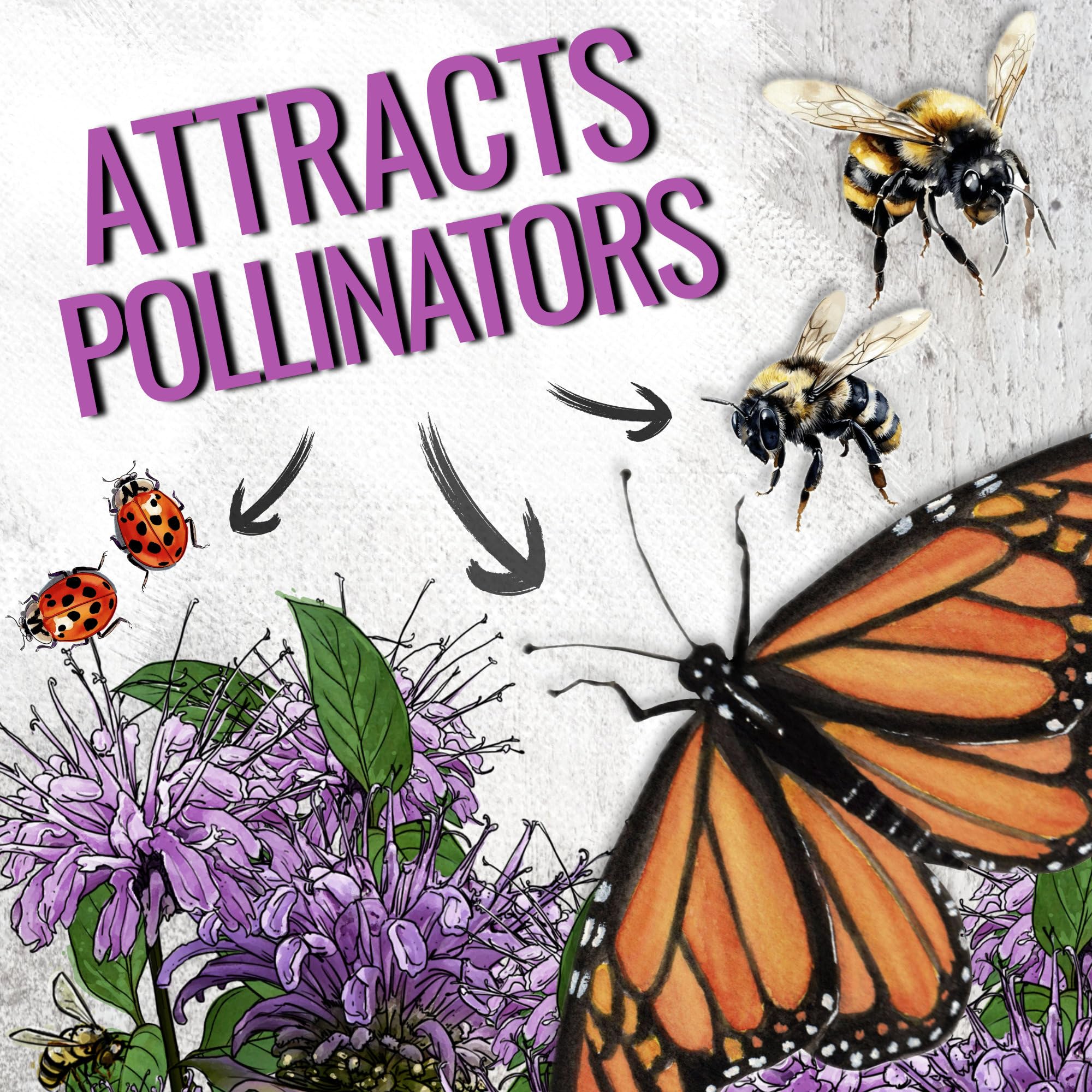 Seed Needs Bee Balm aromatic leaves hint at tea-like aromas in herb borders.