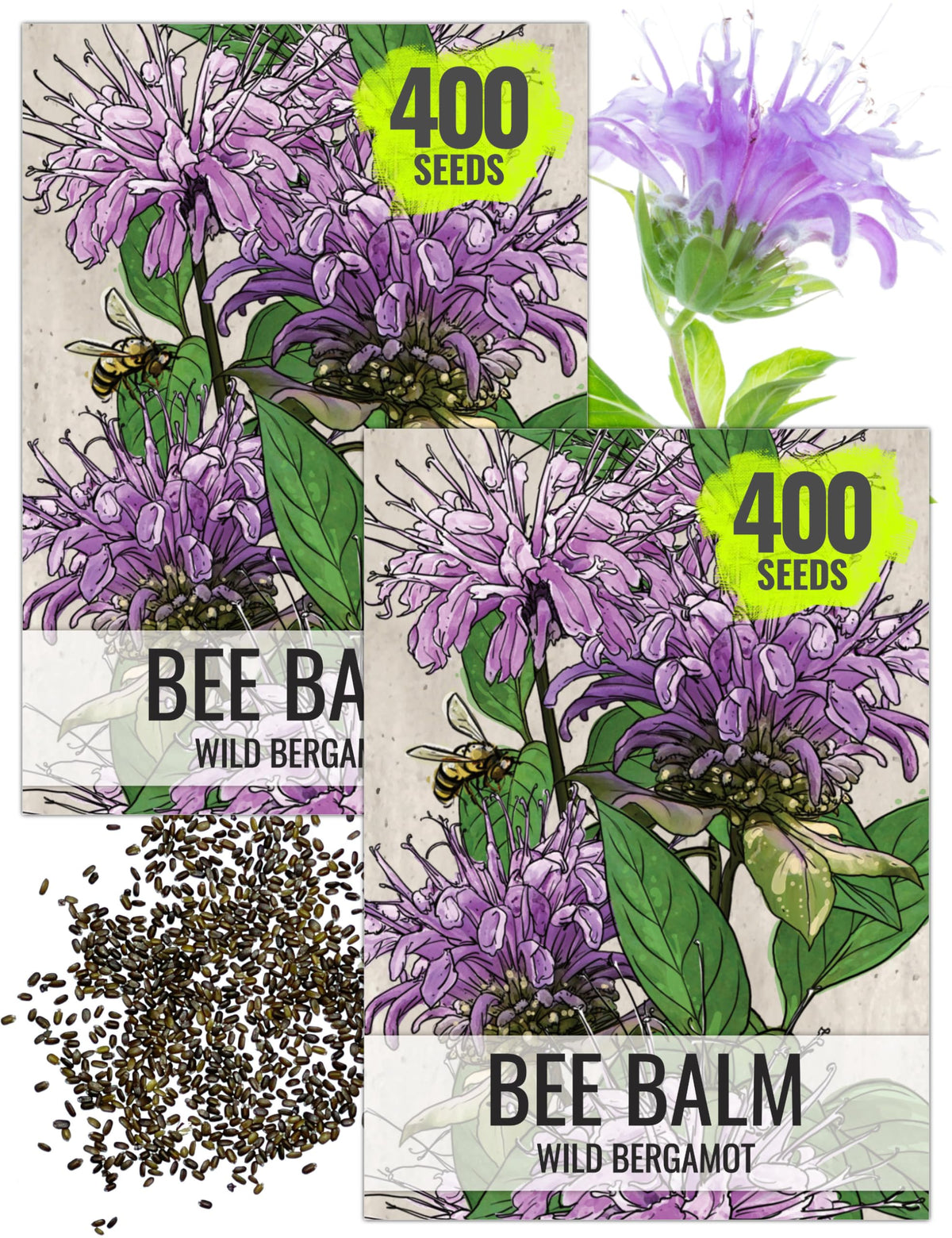 Seed Needs Bee Balm seeds packet front illustration for pollinator-friendly gardens