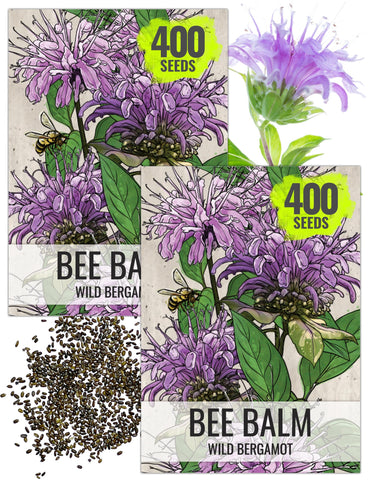 Seed Needs Bee Balm seeds packet front illustration for pollinator-friendly gardens