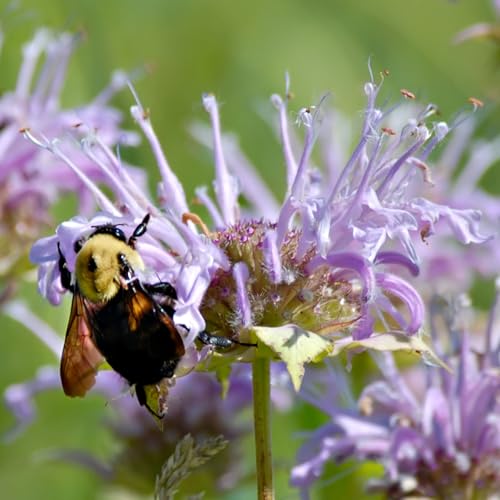 Seed Needs Bee Balm flowers in lavender-pink hues to lure bees and butterflies.