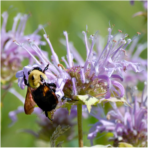Seed Needs Bee Balm Variety Mix packet celebrates three Monarda types.