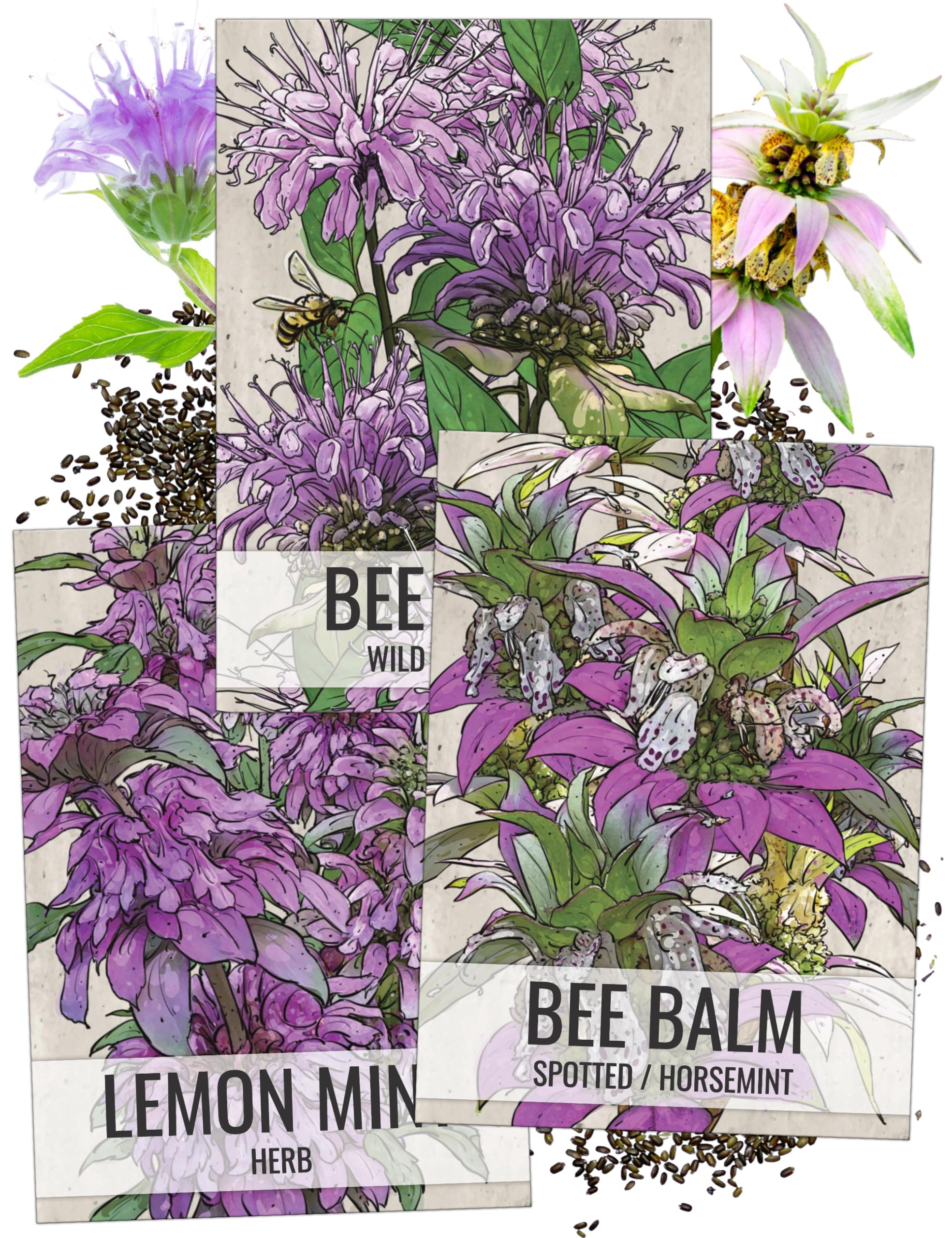 Seed Needs Bee Balm Wild Bergamot seed packet guides butterfly-friendly planting.