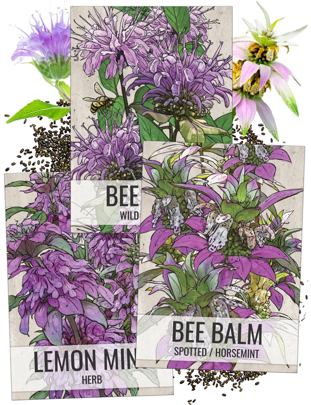 Seed Needs Bee Balm Wild Bergamot seed packet guides butterfly-friendly planting.