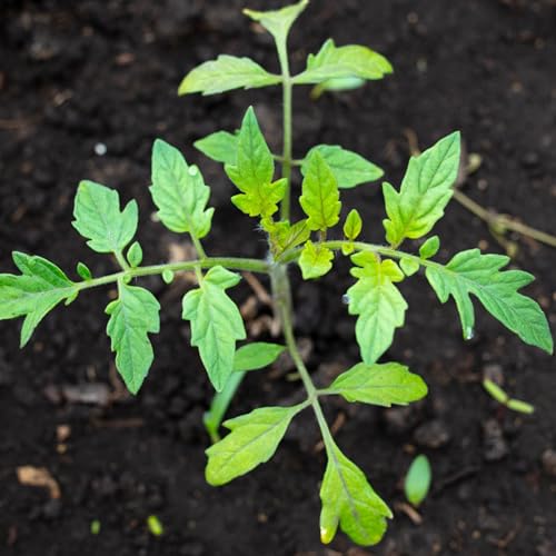 Seed Needs beefsteak tomato seedling indoors, easy start for fresh garden transplants.
