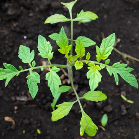Seed Needs beefsteak tomato seedling indoors, easy start for fresh garden transplants.