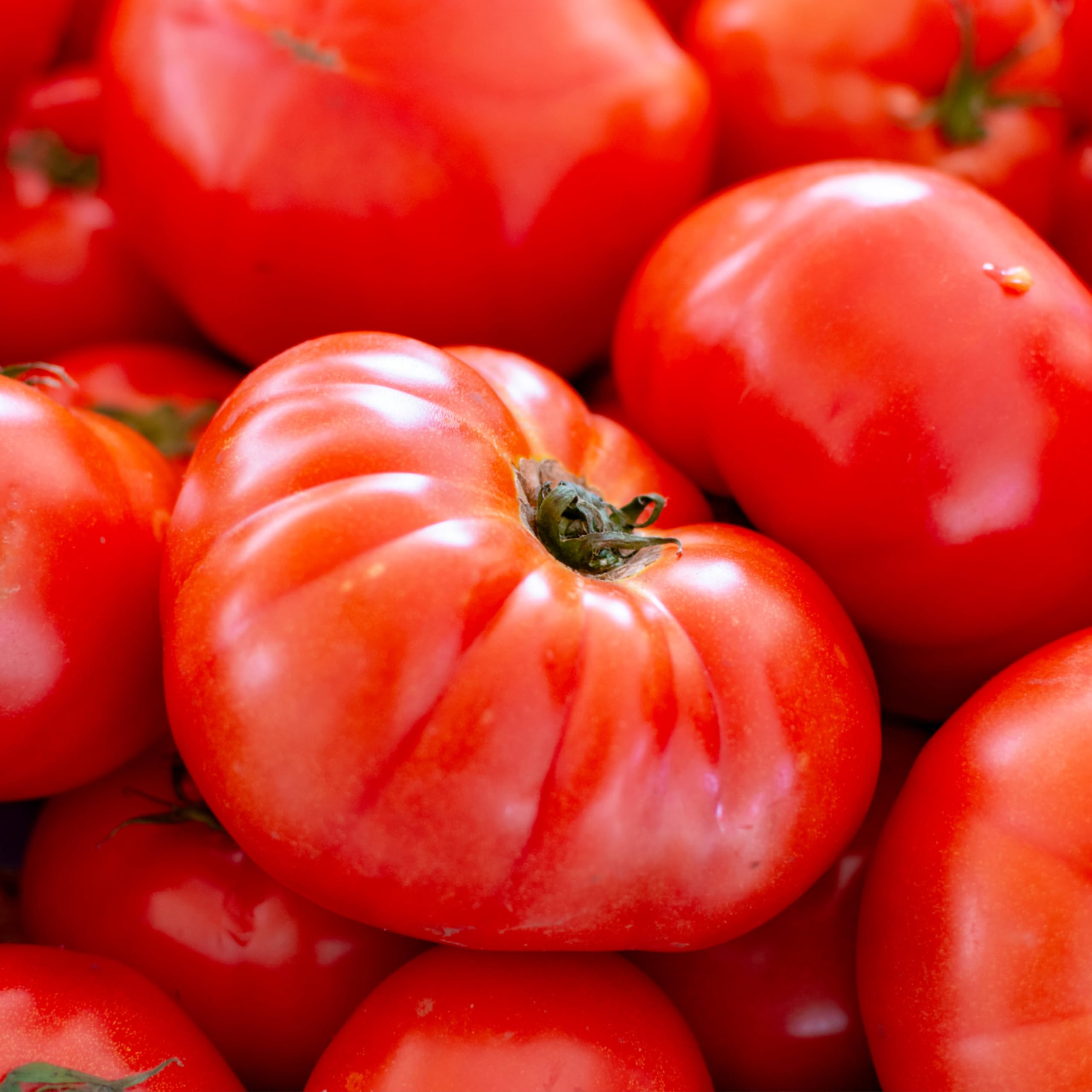 Seed Needs beefsteak tomato vines sprawling, ideal for trellises and space-saving gardens.