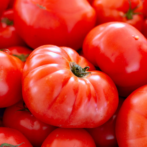 Seed Needs beefsteak tomato vines sprawling, ideal for trellises and space-saving gardens.
