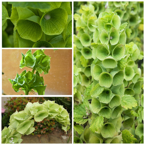 Seed Needs Bells of Ireland seed packets show germination guidance and growing tips