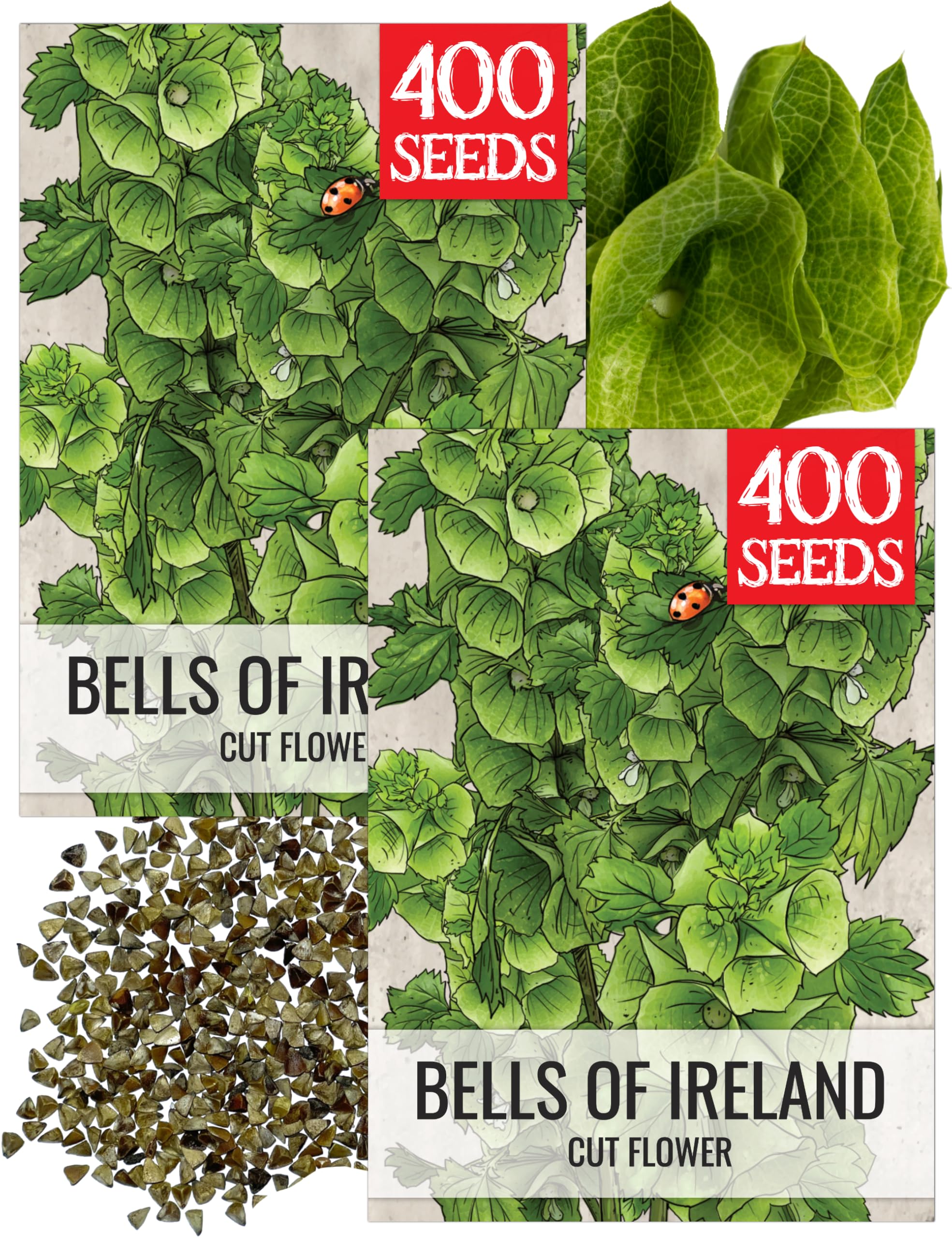Seed Needs Bells of Ireland seeds pack cover with heirloom art illustration, ideal for gifting