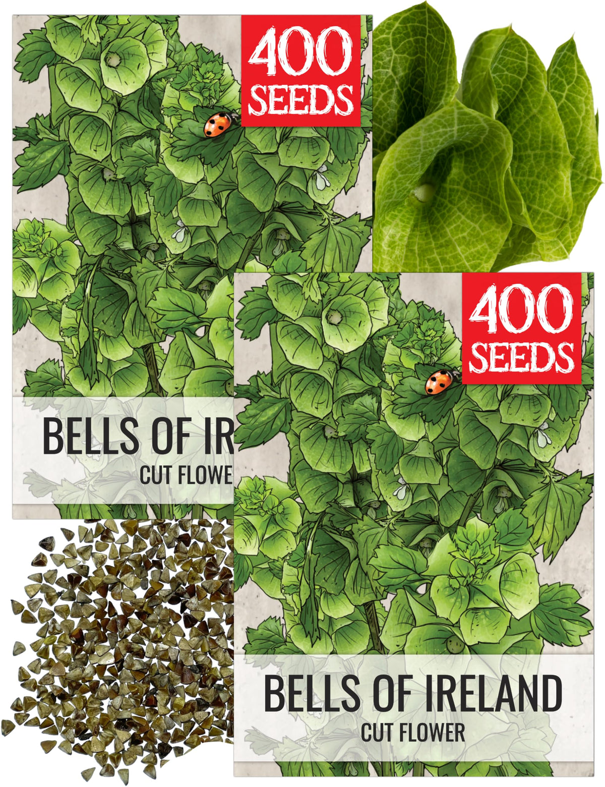 Seed Needs Bells of Ireland seeds pack cover with heirloom art illustration, ideal for gifting