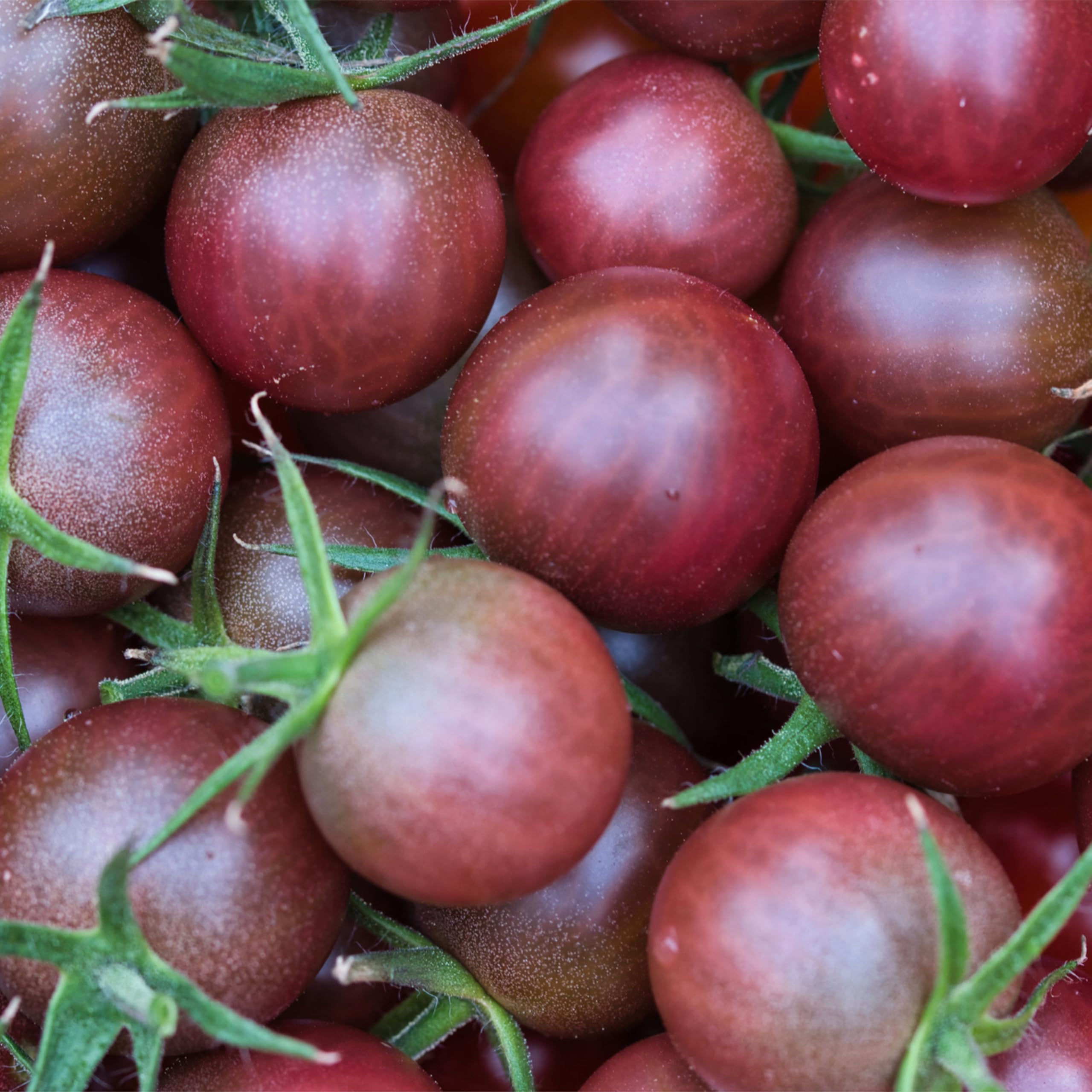 Seed Needs Black Cherry tomato harvest-ready berries in a basket