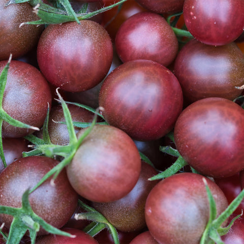 Seed Needs Black Cherry tomato harvest-ready berries in a basket