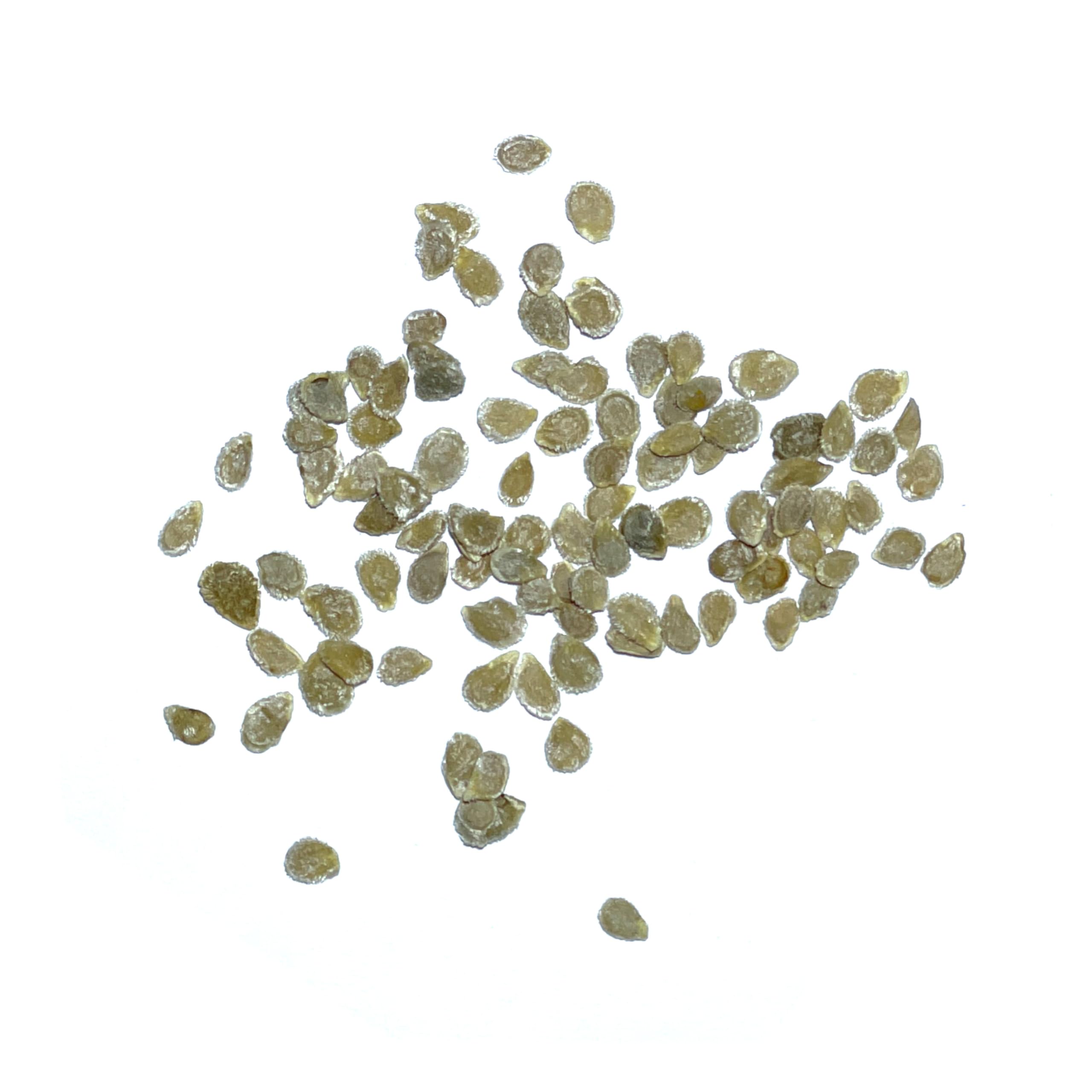 Seed Needs Black Cherry tomato ripe fruit on the vine