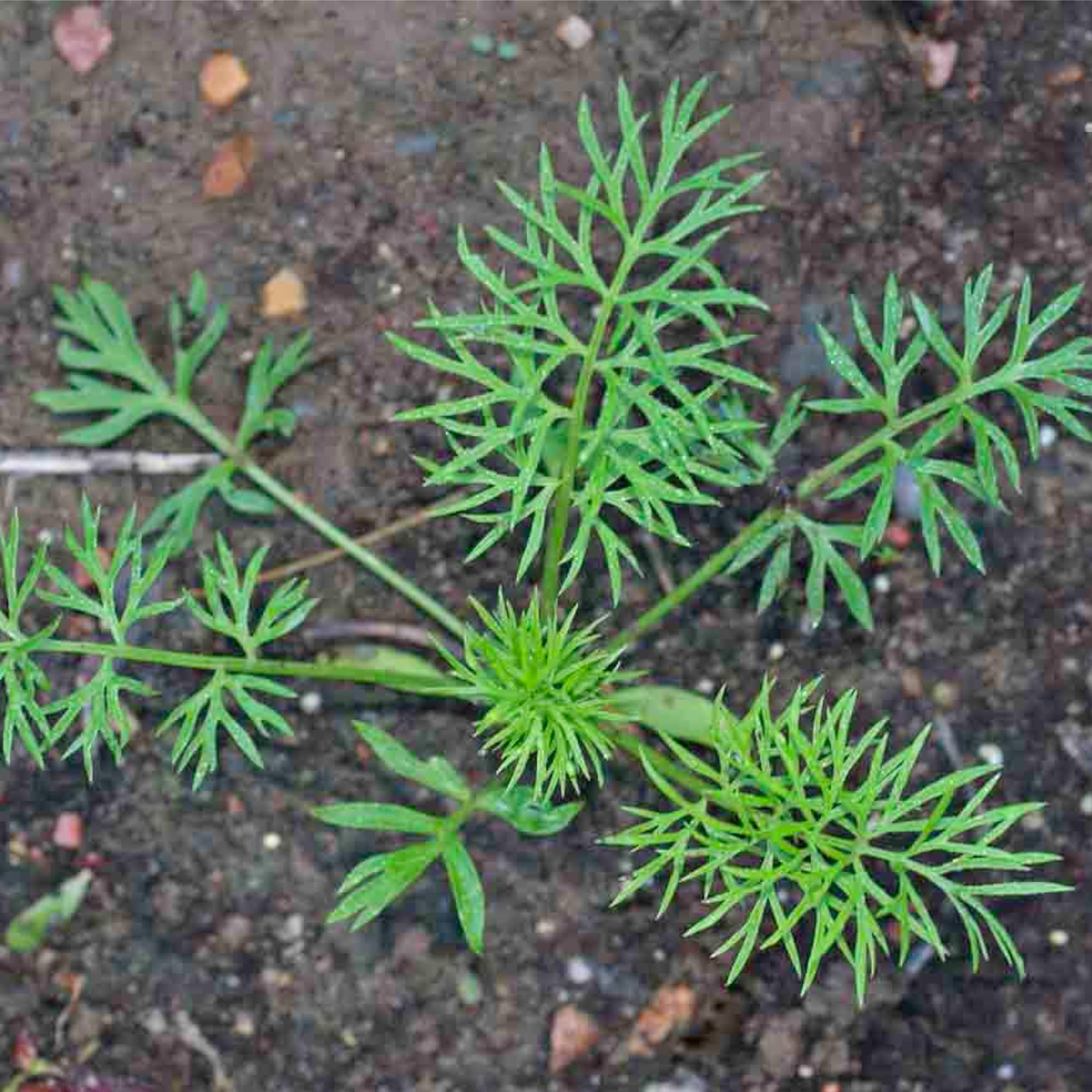 Seed Needs Black Cumin Seeds open-pollinated heirloom for authentic gardening results