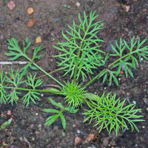 Seed Needs Black Cumin Seeds open-pollinated heirloom for authentic gardening results