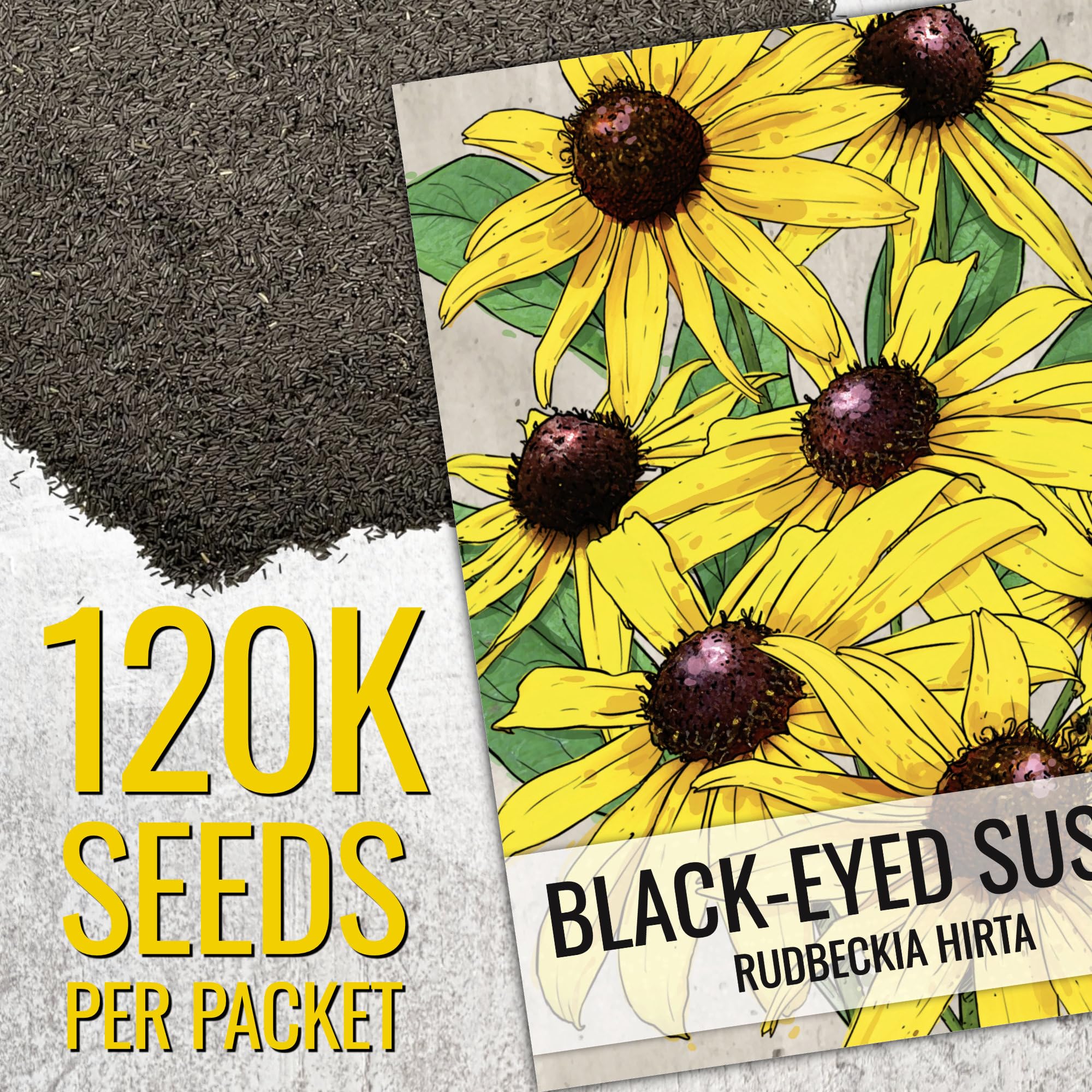 Close-up of Seed Needs Black Eyed Susan seeds illustrating open-pollinated potential