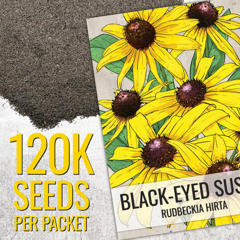 Close-up of Seed Needs Black Eyed Susan seeds illustrating open-pollinated potential