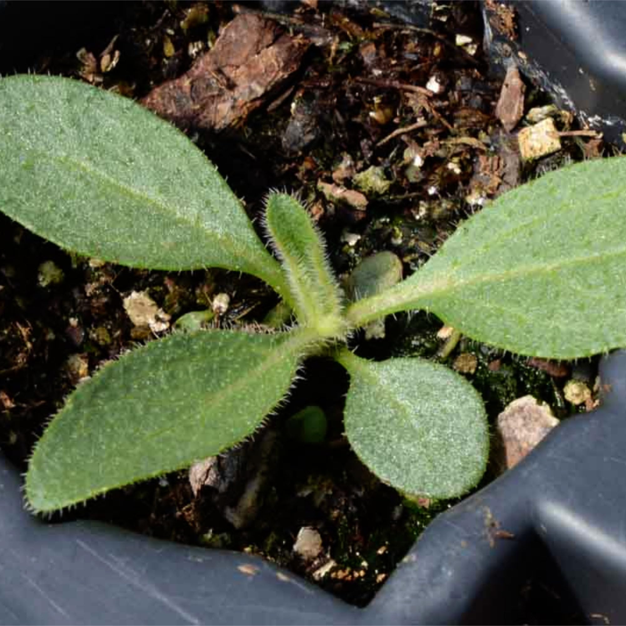 Drought-tolerant Rudbeckia seeds from Seed Needs for resilient gardens