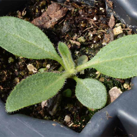 Drought-tolerant Rudbeckia seeds from Seed Needs for resilient gardens