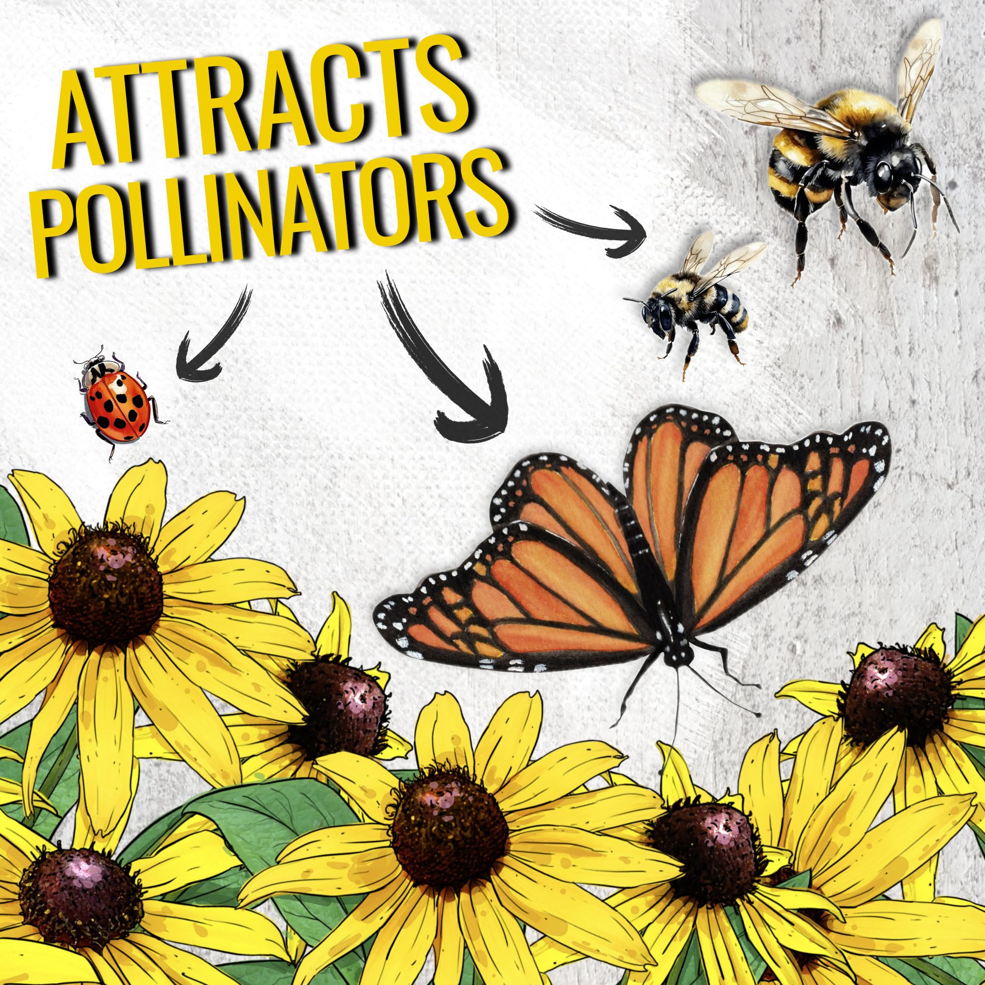 Garden-ready Rudbeckia blooms brighten the yard and attract pollinators