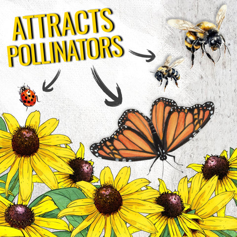 Garden-ready Rudbeckia blooms brighten the yard and attract pollinators