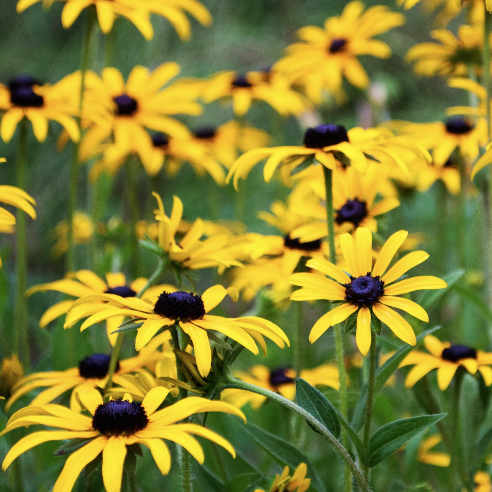 Label details with sowing instructions for Rudbeckia by Seed Needs