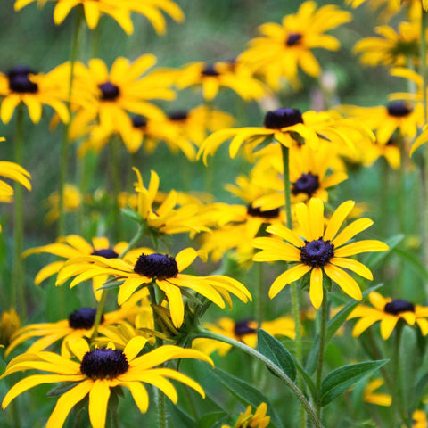 Label details with sowing instructions for Rudbeckia by Seed Needs