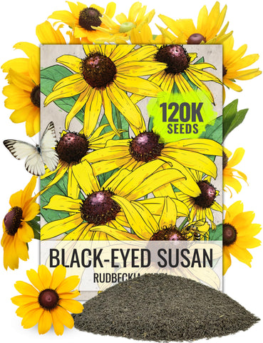 Seed Needs Black Eyed Susan seeds in resealable pouch for easy planting