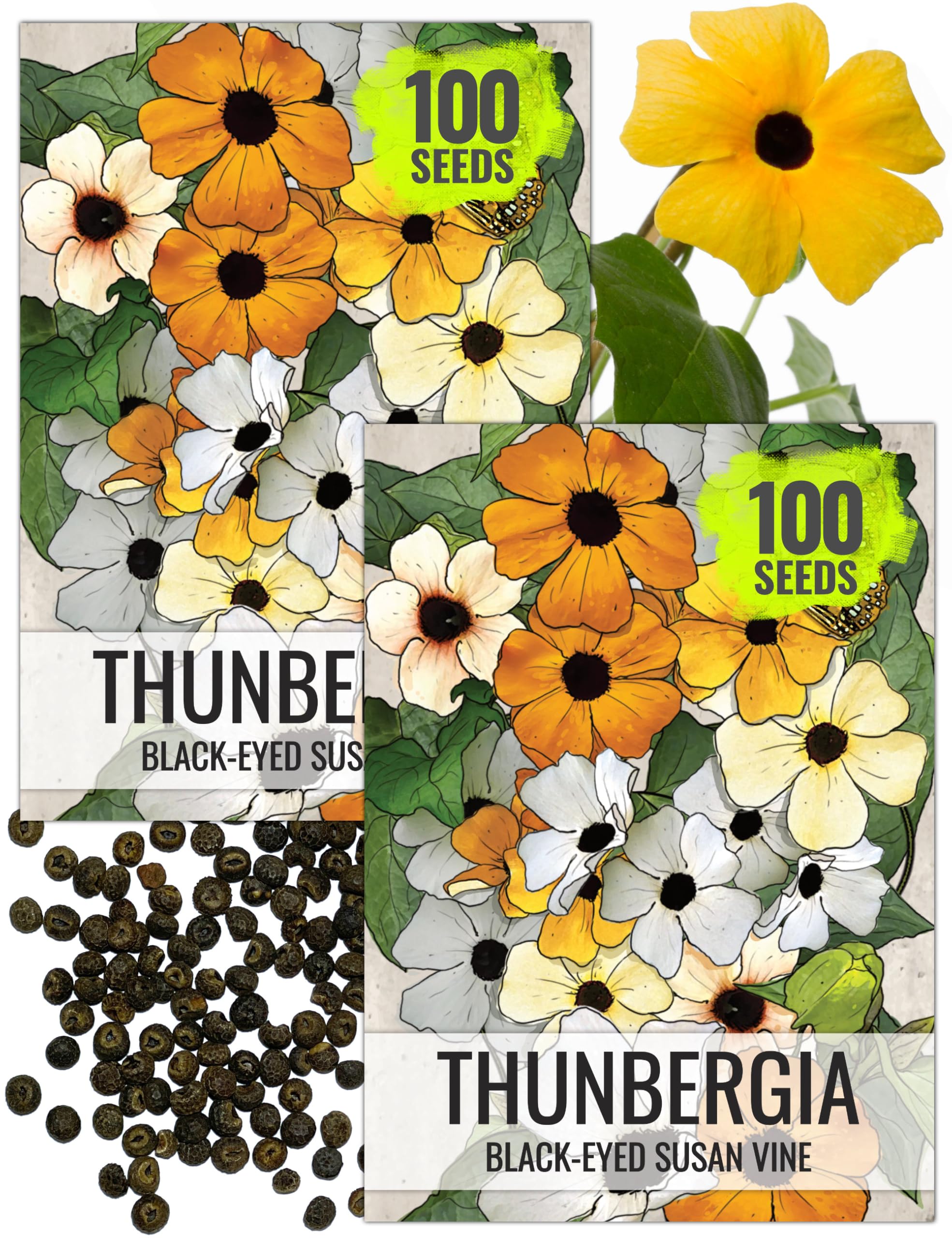 Seed Needs Black-Eyed Susan Vine blooms in yellow and orange for bright fence coverage.