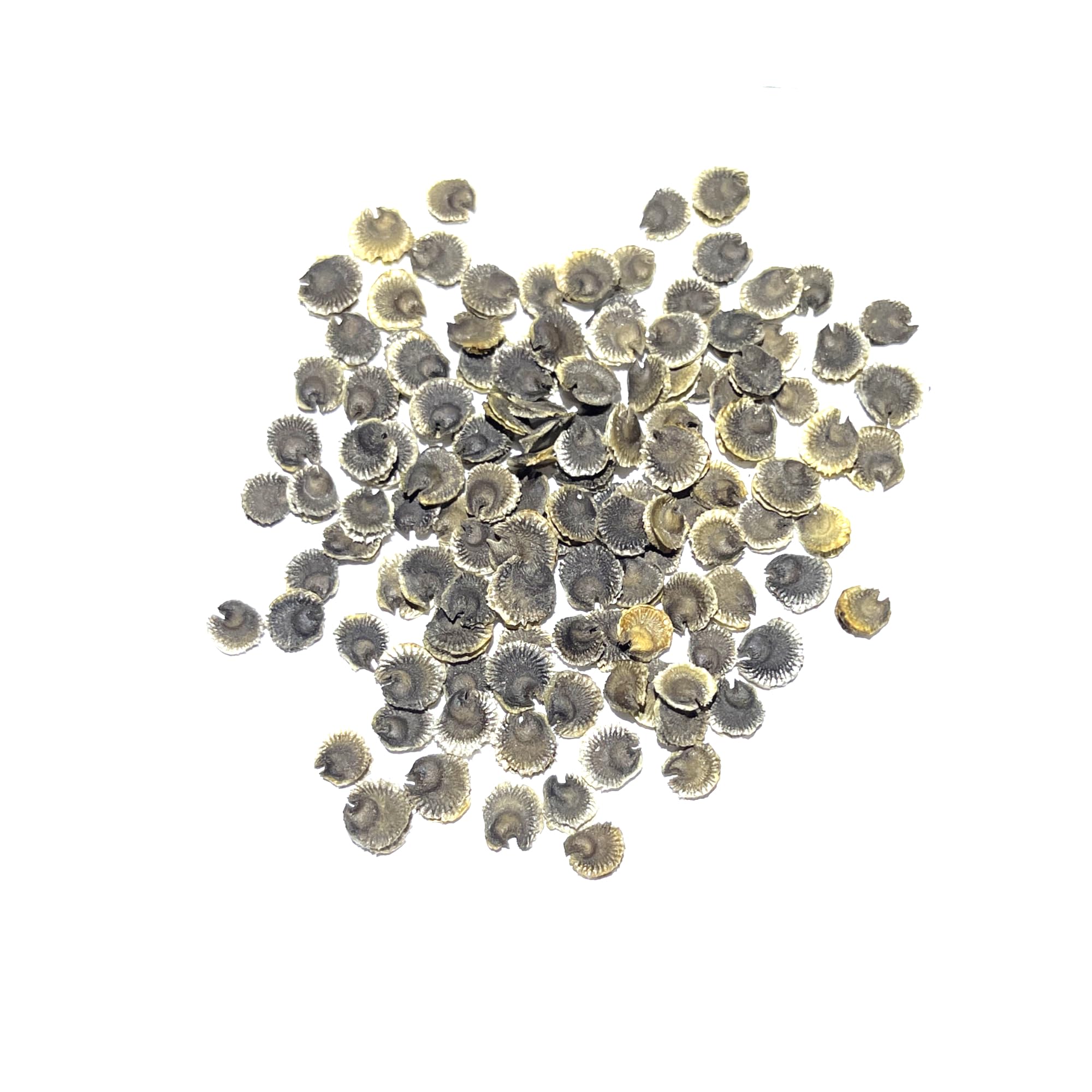 Seed Needs Black Hollyhock seeds in a garden setting, biennial lifecycle adds seasonal interest.