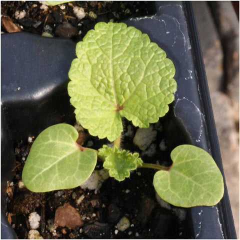 Seed Needs Black Hollyhock seeds ideal for ornamental borders in gardens.