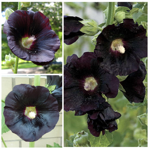 Seed Needs Black Hollyhock seeds germination detailed provides planning aid.