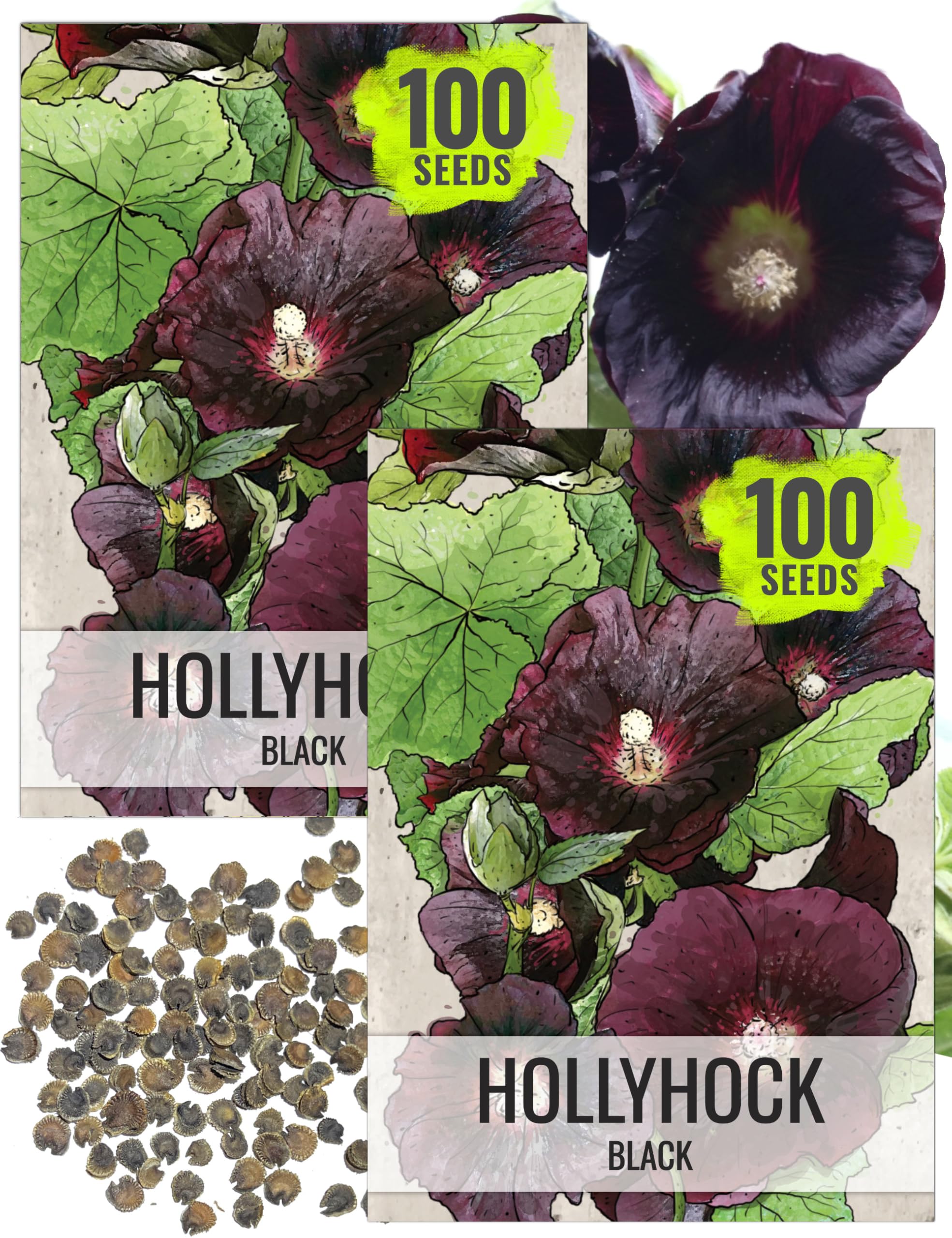 Seed Needs Black Hollyhock seeds in packaging, ready for garden planning and heirloom planting.